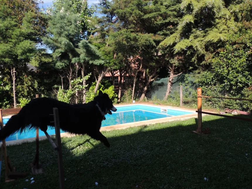 Dog water fountain.